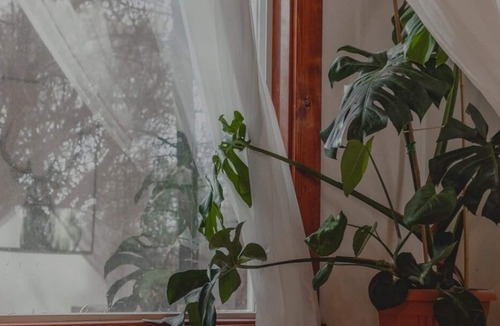 Vernon Apartment | Bird Sanctuary Forested Multi Family Suites