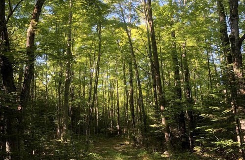 Manitoulin District RV Rental | Cozy Off-Grid Canvas Bell Tent Surrounded by Nature for a Peaceful Getaway in Tehkummah, Ontario