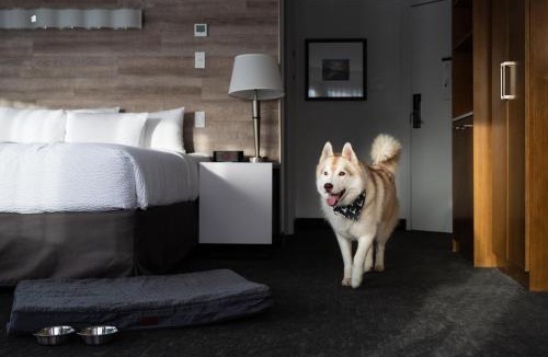 Banff Hotel | Elk + Avenue Hotel