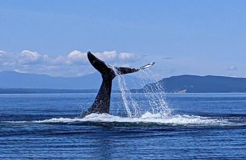 Regional District of Nanaimo House | Nanaimo 2BR Oceanview Suite w/Kitchen & Laundry