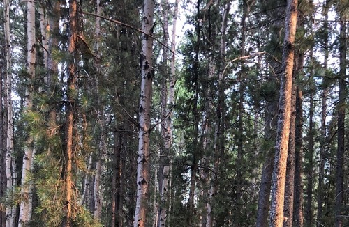 Sundre House | Peace and tranquility! Cozy home in forest setting.