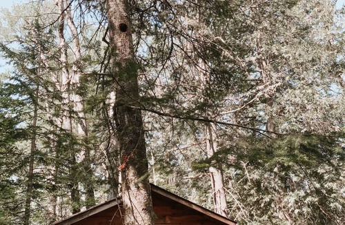 Glenfield Cabin | Rustic Retreat - Private camping, small lake, cabin for sleeping.