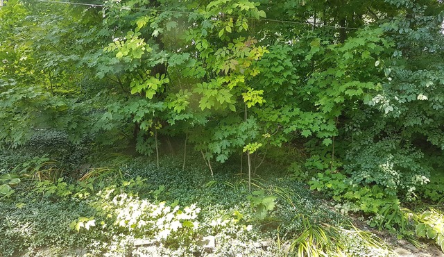 Cozy and beautiful flat, close to downtown Ottawa, many trees around
