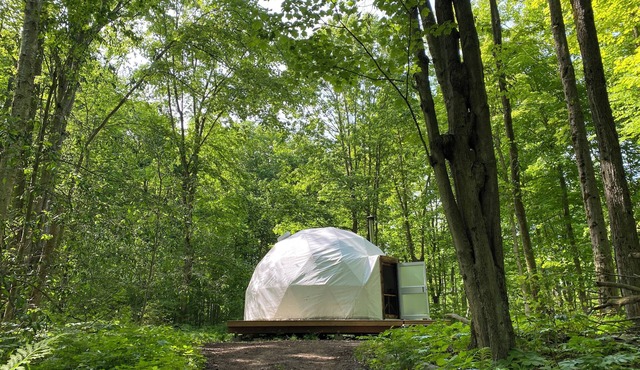 Forest Site Under the stars