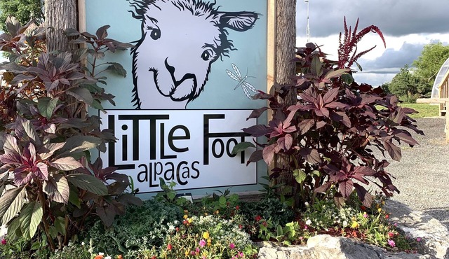 Meet our adorable alpaca herd , & stay in our luxury Cabin overlooking the farm
