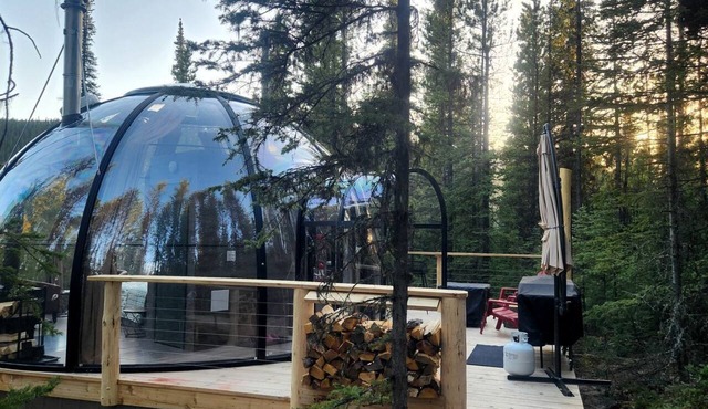 Unique Clear Dome Surrounded by Trees for a Memorable Glamping Experience in Rock Lake Provincial Park, Alberta