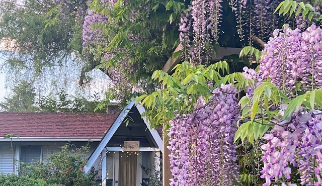Wisteria Guest House