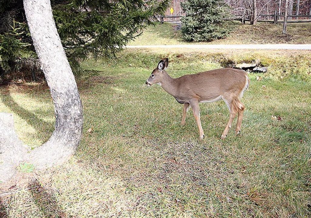 Photo of Others in Mont-Tremblant