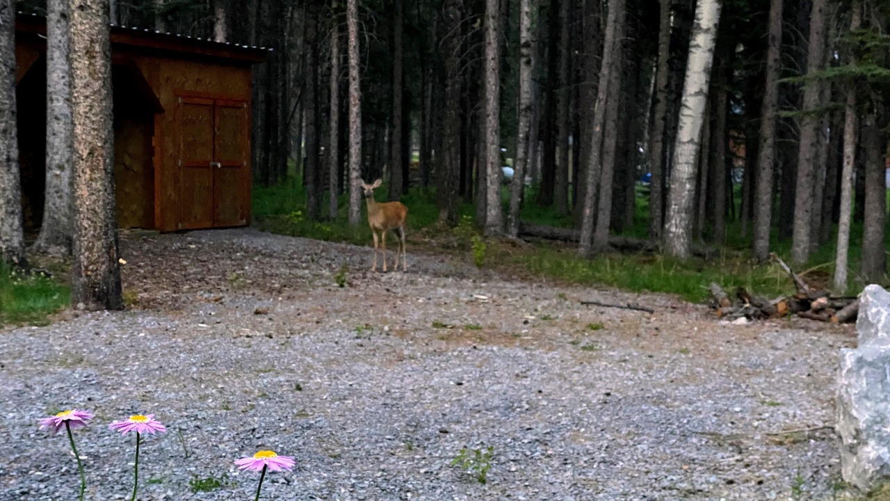 Photo of Outdoor in Nordegg