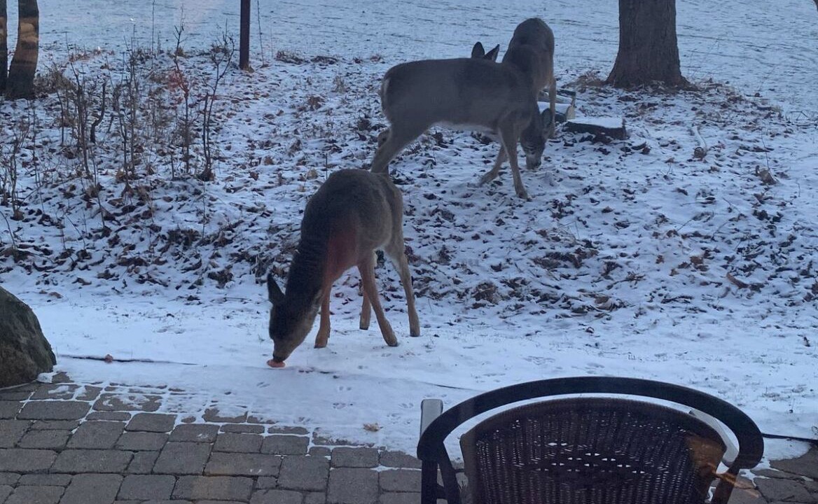 Photo of Outdoor in Mont-Tremblant
