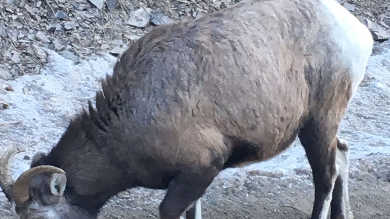 Photo of Others in Canmore