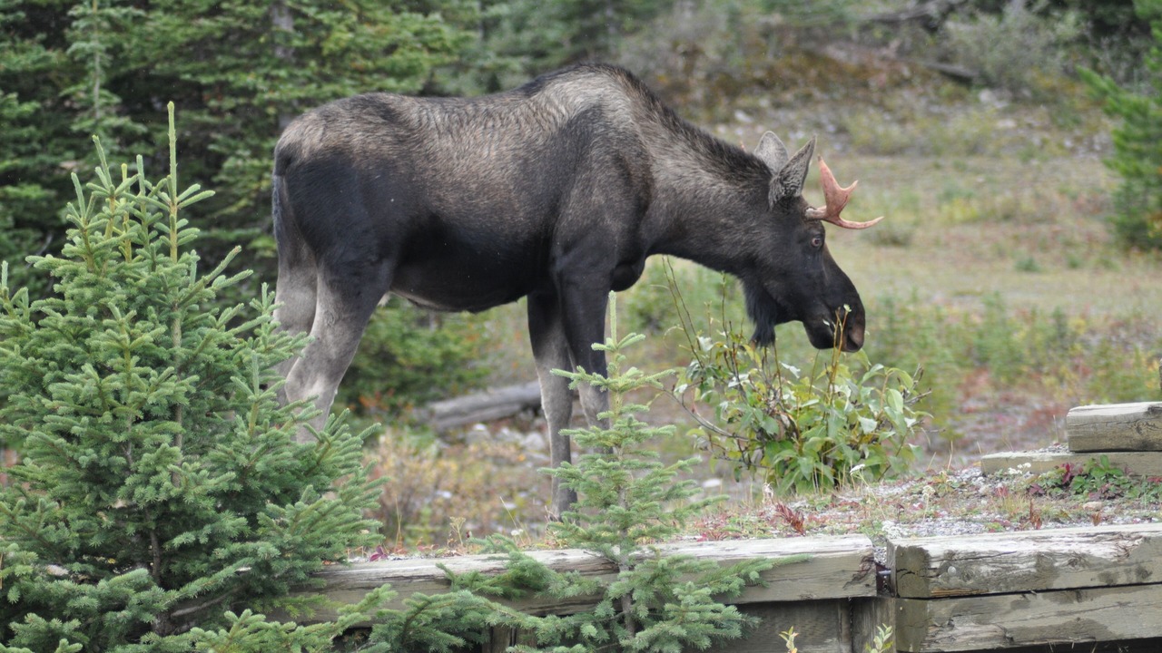 Photo of Others in Canmore