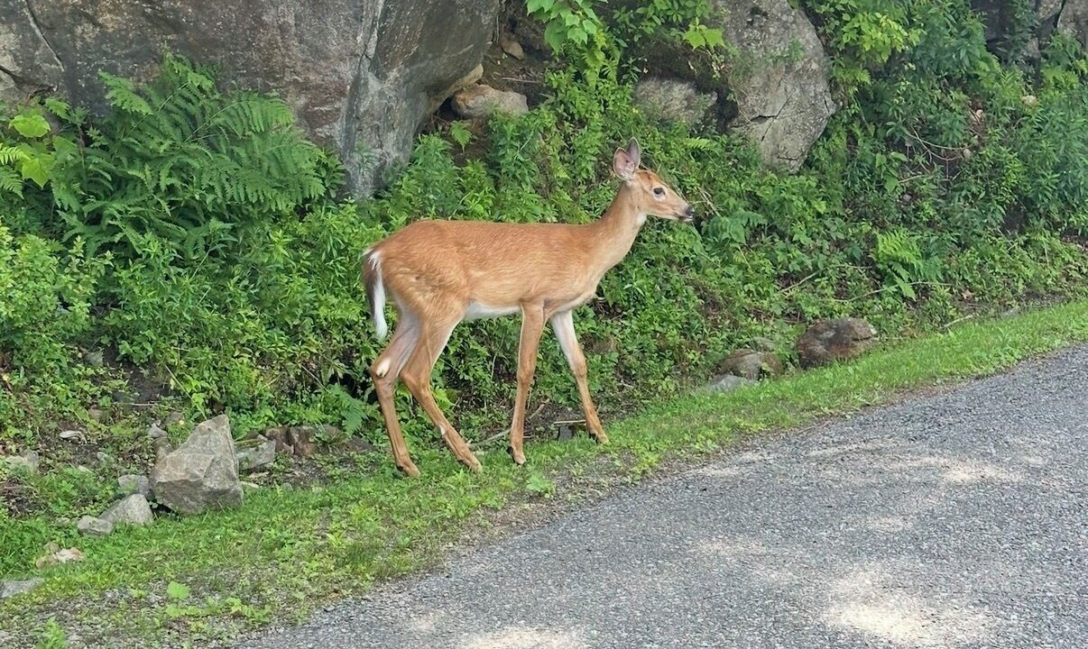 Photo of Others in Mont-Tremblant Village