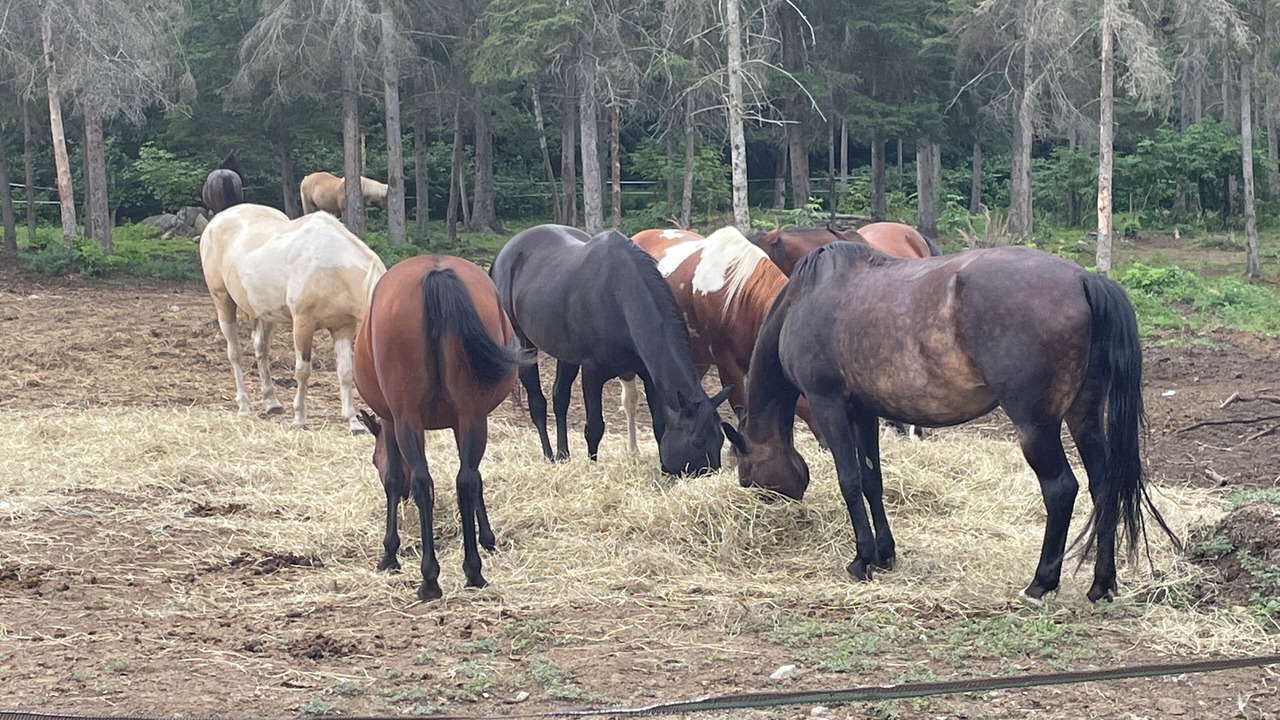 Photo of Others in La Malbaie