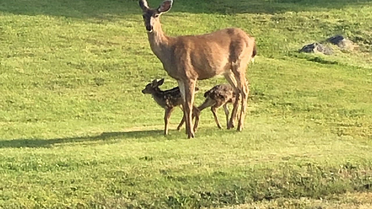 Photo of Others in Sooke