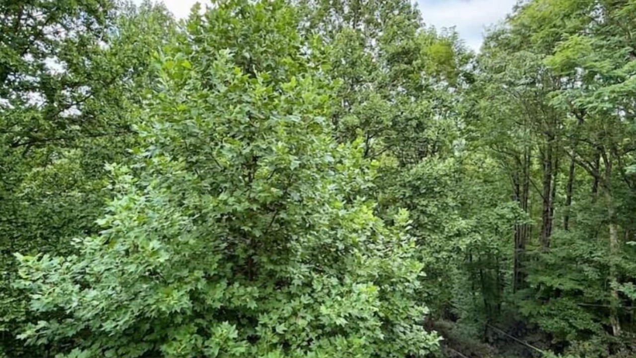 Photo of Outdoor in Chertsey