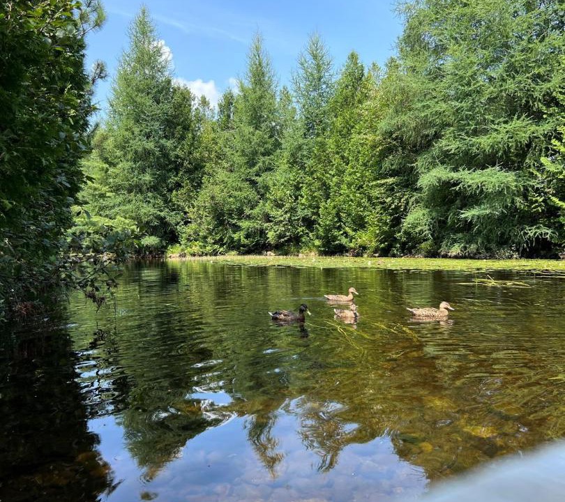 Photo of Others in Chertsey