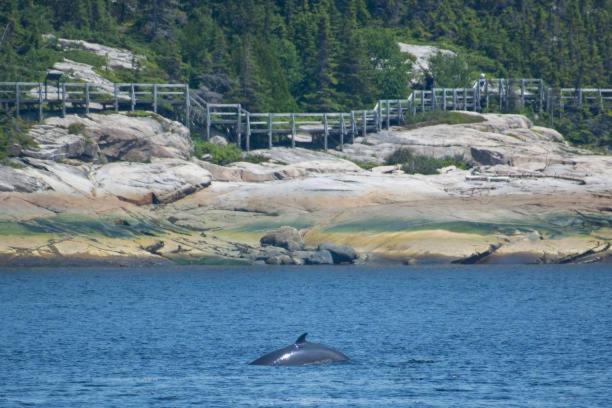Photo of Others in Tadoussac