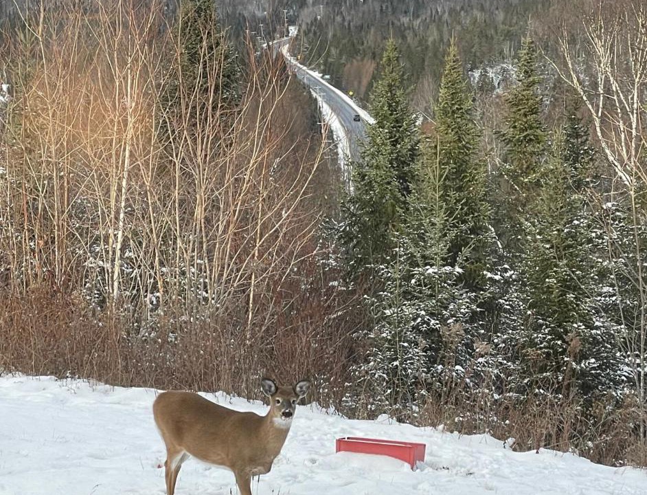 Photo of Others in Mont-Tremblant