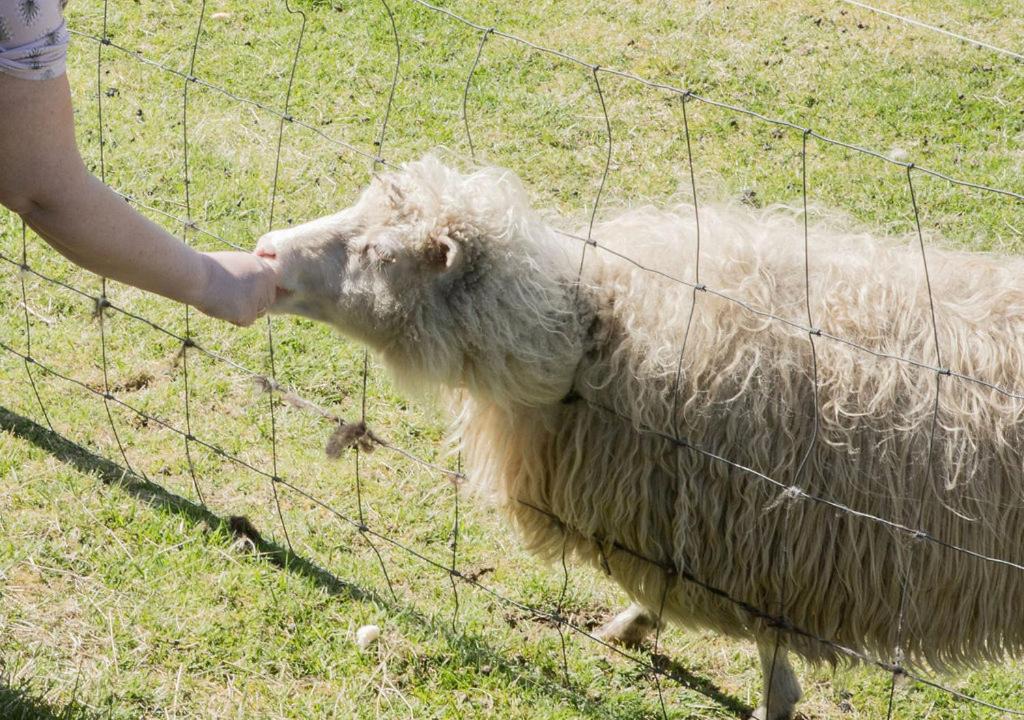Photo of Others in Faroe Islands