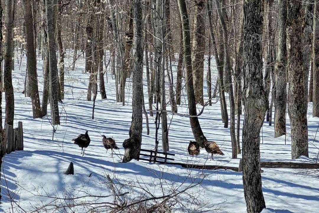 Photo of Others in Saint-Michel-de-Bellechasse