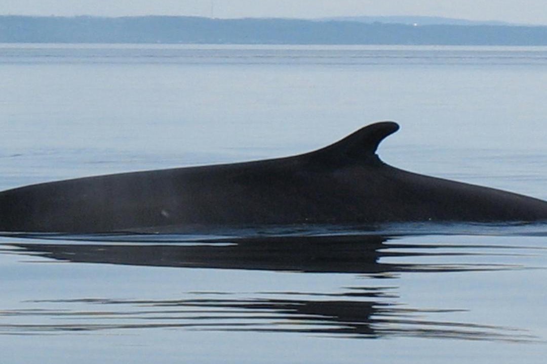 Photo of Others in Baie Sainte-Catherine