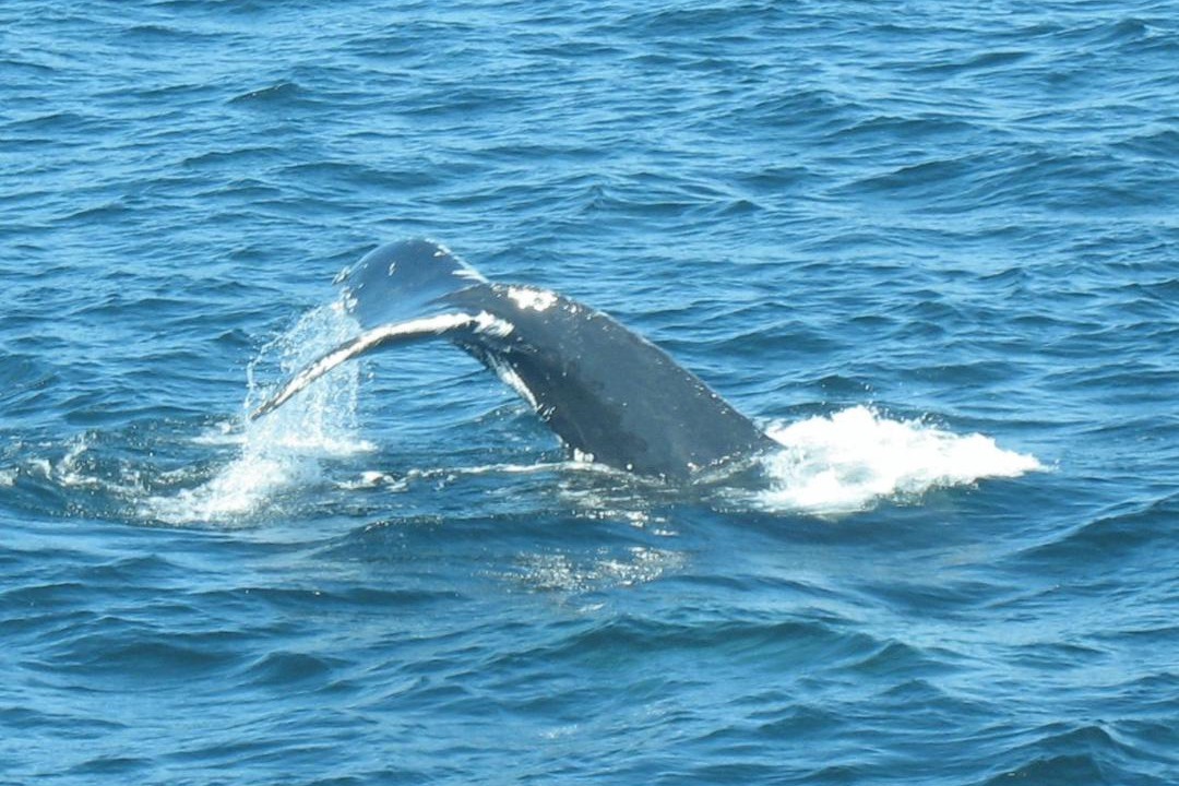 Photo of Others in Baie Sainte-Catherine