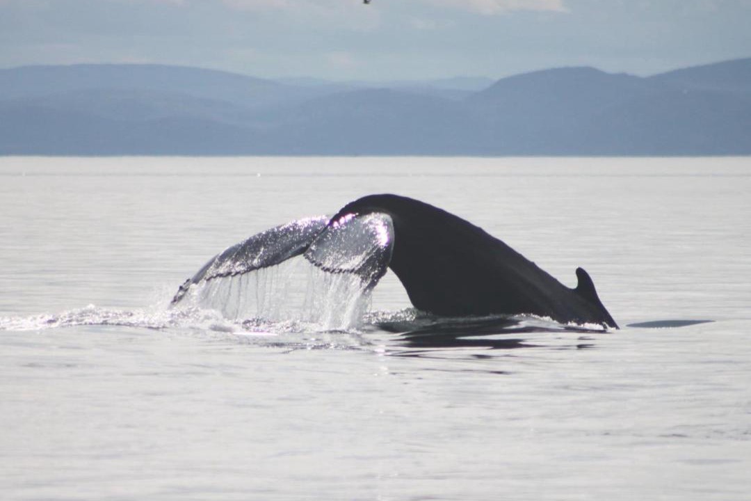 Photo of Others in Tadoussac