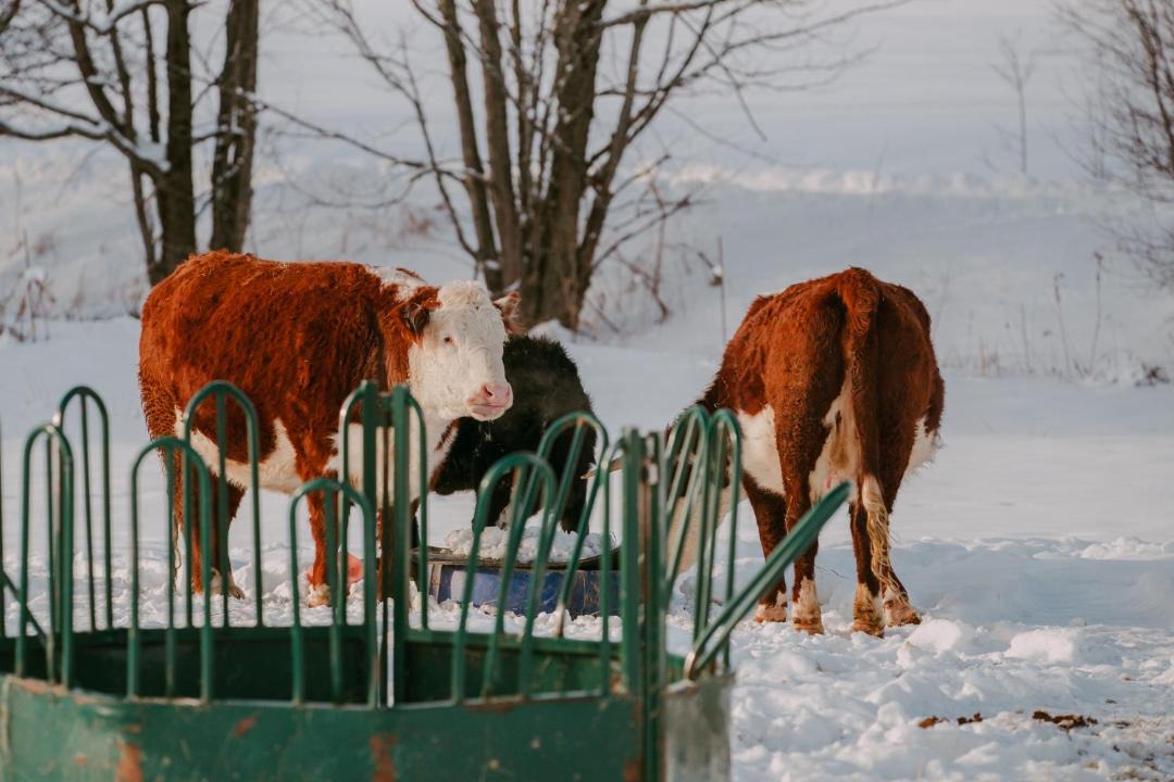 Photo of Others in Lac-Brome